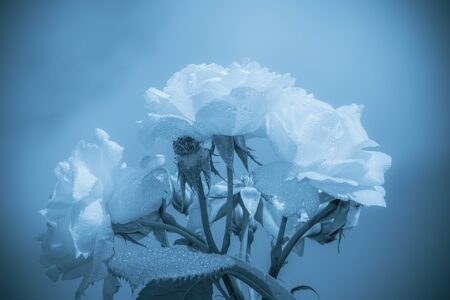 rosas blancas