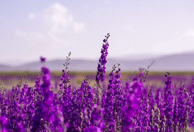 campo de lavanda