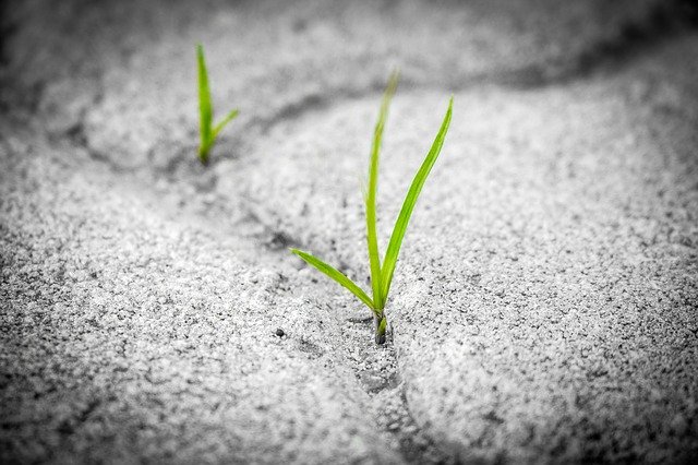 brotes de hierba creciendo en medio del asfalto
