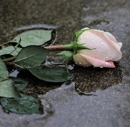 rosa sobre un charco