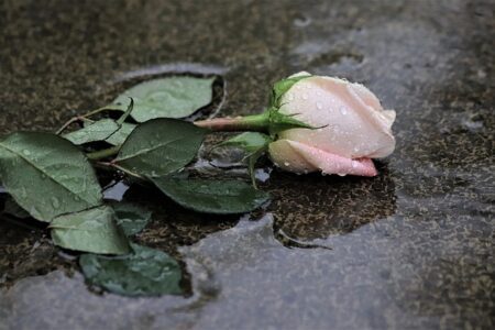 rosa sobre un charco