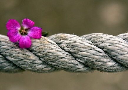 violeta sobre una cuerda