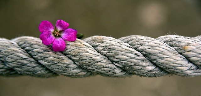 violeta sobre una cuerda