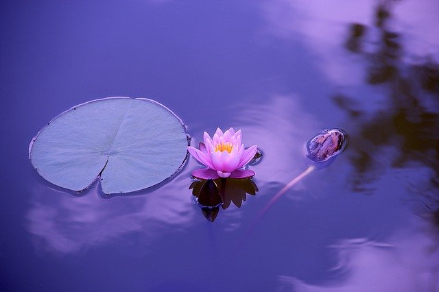 flor de loto sobre el agua