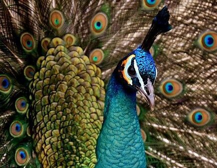 pavo real con la cola desplegada