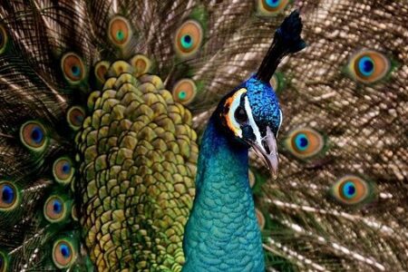 pavo real con la cola desplegada