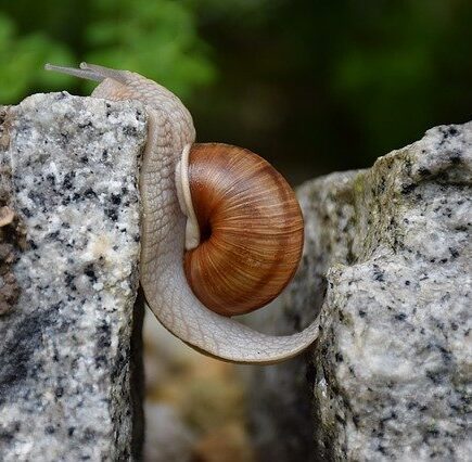 caracol superando un obstáculo