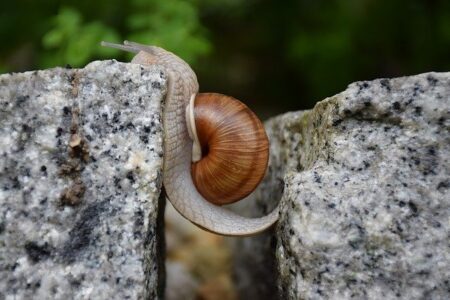 caracol superando un obstáculo