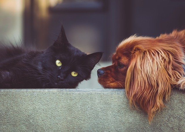 perro y gato relajados encima de un sofá