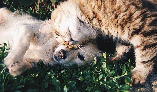 gato y perro jugando