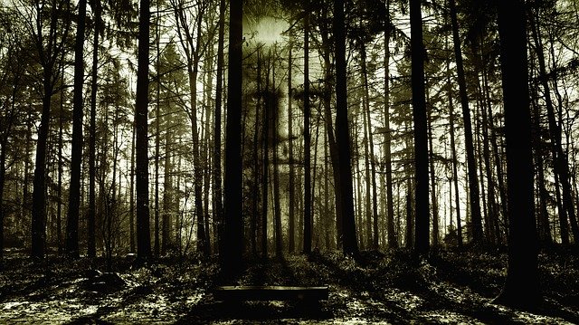 terror en medio del bosque